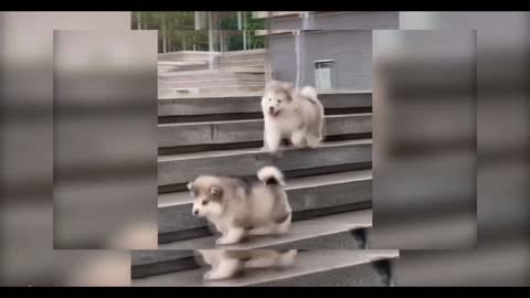 Chubby Baby Alaskan Malamute Cutest and Funniest Moments