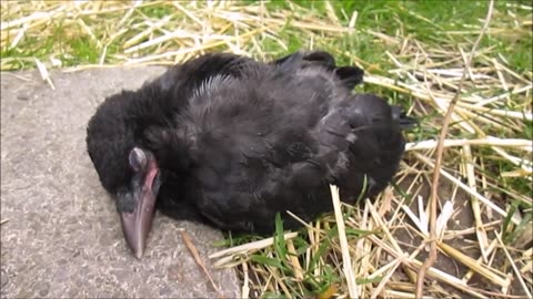 Little Baby Crows Eating - CUTEST Compilation