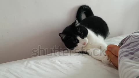 Playful young beautiful funny cat hunts for the foot