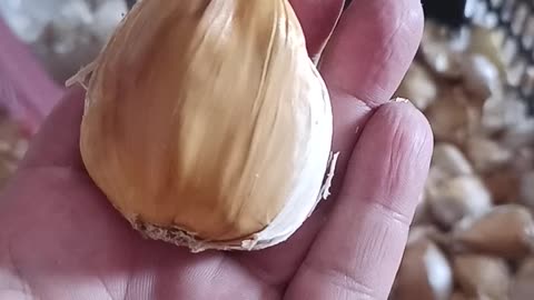 Narc g1 garlic