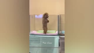 Funniest animals video