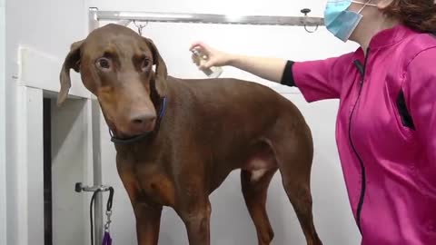 Ferocious Doberman brothers at the spa