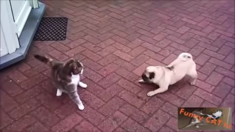 CAT MEETING DOG FOR FIRST TIME