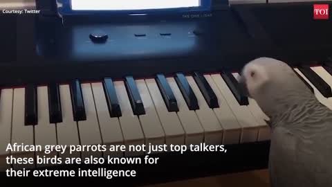 Amazing! African grey parrot plays tune on piano.