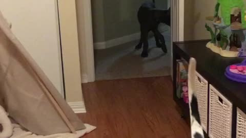 Maverick the Great Dane Puppy is Not So Brave