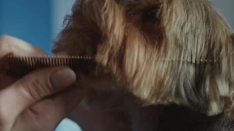 Cutting the dog hair