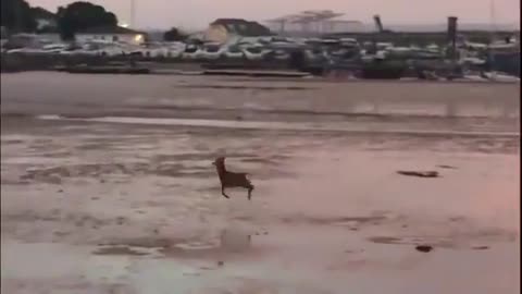 Interrupting your scrolling to bring you a joyful deer prancing across a beach at sunrise 🦌 🌅