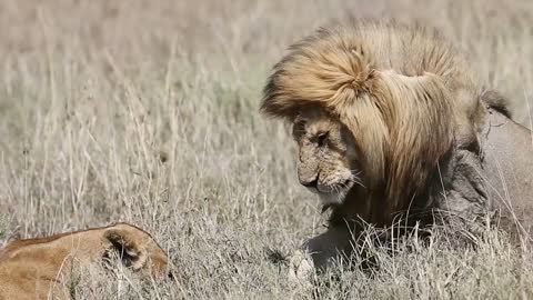 Large male lion and lioness at Serengeti