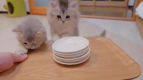 The kitten desperately trying to prevent me from cleaning up the food plate was so cute...