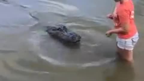 Wow Crocodile Feed 🥰