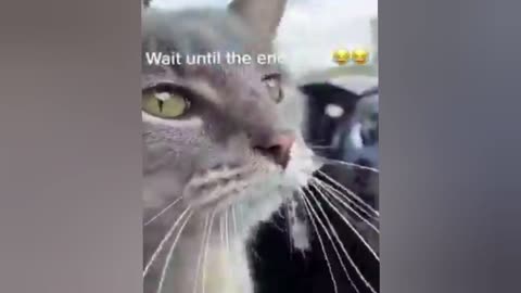 Funny cat 🤣😺😺