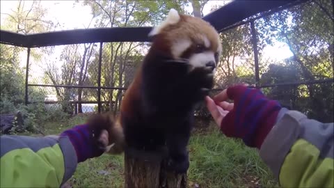 Most Adorable Red Panda