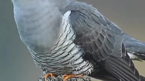 "Chirp, Chirp, Cuckoo: Delving into the Enigmatic World of Cuckoo Sounds!"