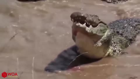 Crocodiles Wait For Leopard Across The River | Harsh Life