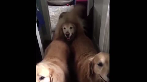 Golden retriever is hilariously happy to get pets from his golden buds.