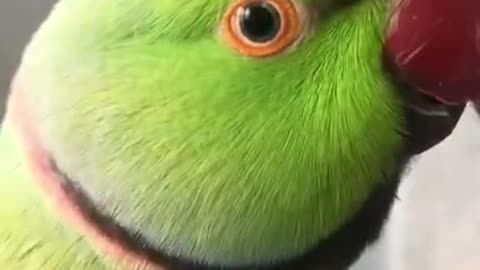 Talking parrot