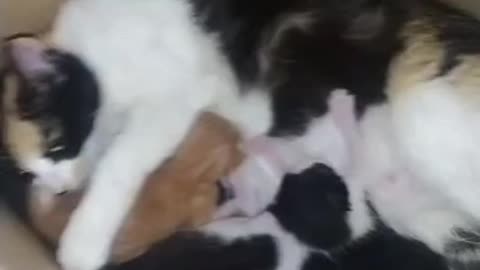 Beautiful cat breastfeeding her children