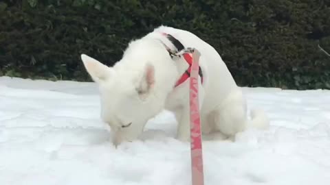 Beautiful wolf dog snow day