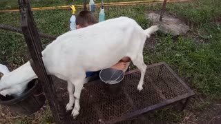 Milking Goats