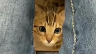 cute cat funny videos 🤩