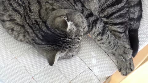 Cat lying down in chair relaxing. Top view