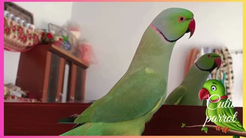 indian Ringneck parrot bird talking