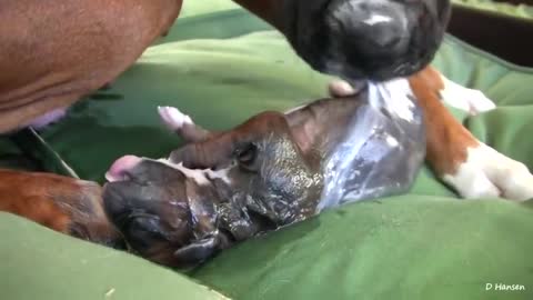 Dog's Birth