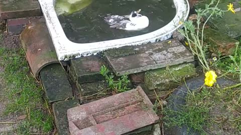 Luna is guarding a little duckling