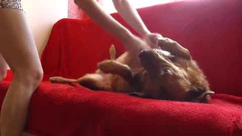 My Cutest Dog Video With Crazy Funny Dog