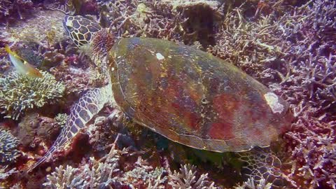 Different Species Of Fish & Underwater Marine Life