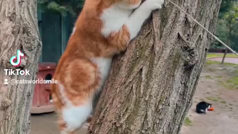 Cat playing on a tree
