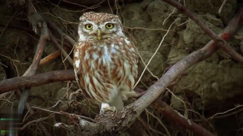 The owl's claws look sharp too birds