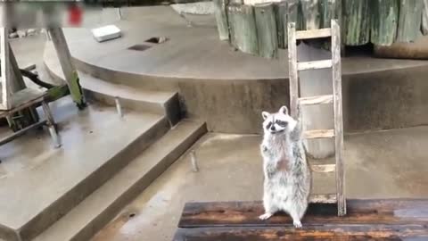 A Cute and Funny Racoon - Video Compilation