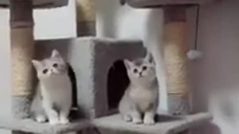 kittens en katten miawen