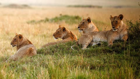 Lion family with kids 🦁🦁