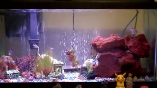 Emily's fish tank