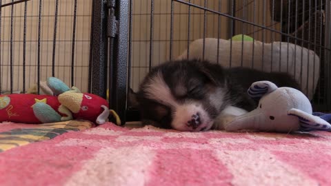 puppy corgi sleeping with toys