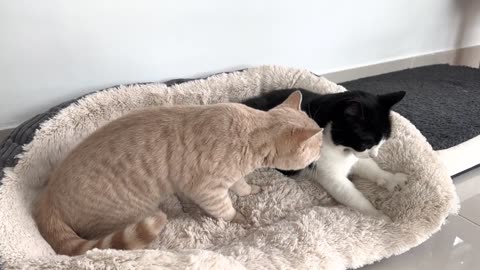 Kitten interrupt kneading cats