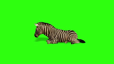 green screen zebra keying resting and showing video