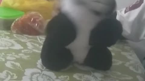 Little qute Panda dancing on the bed.