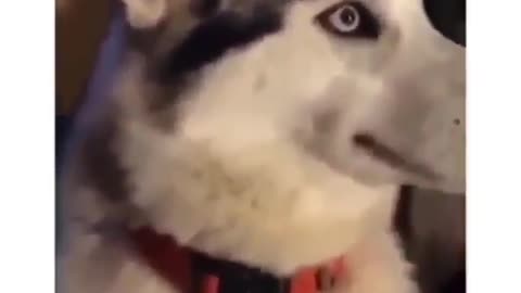 Husky dog ​​looks at the charger cord in amazement and takes his eyes away from him