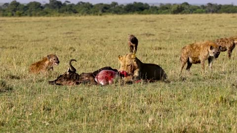 Lion vs. Hyena: Is The King Better Than The Ultimate Scavenger?