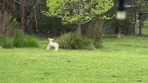 Lamb is Perfect Playmate for Sheepdog Pup