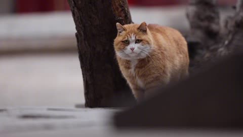 A lovely orange cat