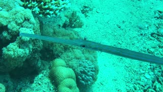 You Won't Believe The Closeup View of Trumpet Fish - No Sound