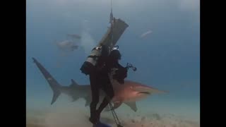 Hammerhead Shark spin
