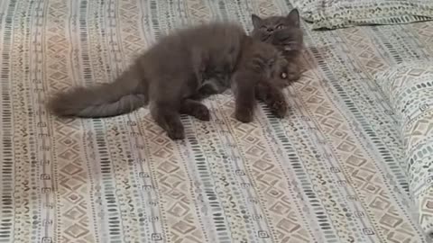 Kitten funny video