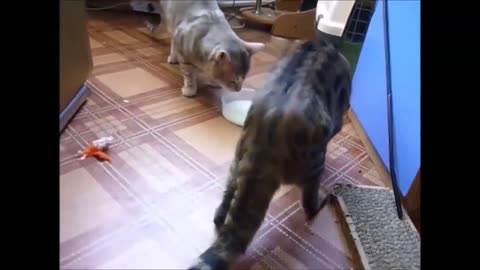 My Oyen Cats And His Friend | Funny Cats