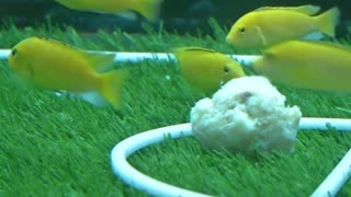 Fish kick off their own World Cup