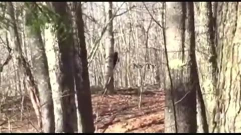 Video of Maine Bigfoot Peeking from Behind Tree